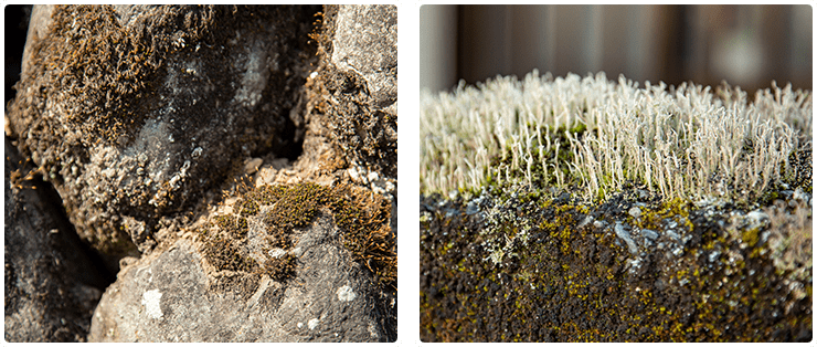 植物の目線で苔を観察してみよう