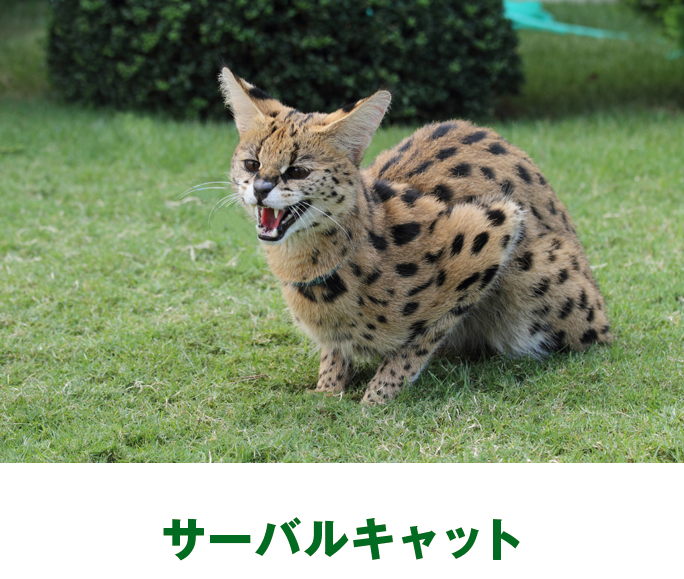 サーバルキャット