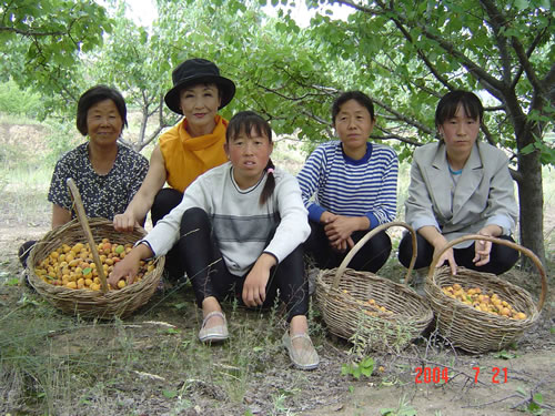 写真：大同市呉城村の杏畑で収穫