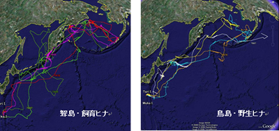 図３	聟島及び鳥島のヒナの衛星追跡結果（9月9日現在）