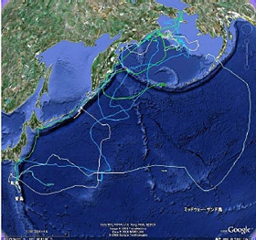 イメージ　図４：鳥島の巣立ちヒナ追跡結果（2009年8月20日まで）