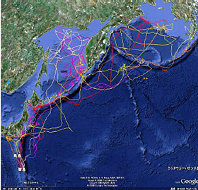 イメージ　図５：聟島の巣立ちヒナ追跡結果（2009年8月20日まで）
