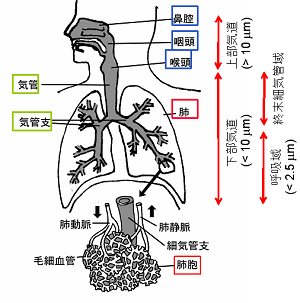 人の呼吸器と粒子の沈着領域（概念図）