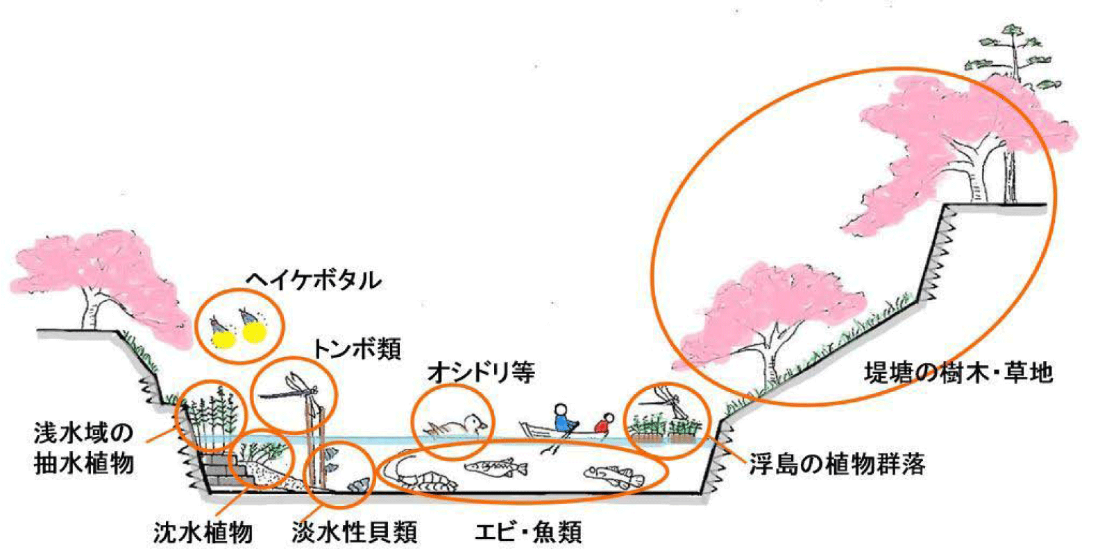 水辺の自然環境の再生イメージ