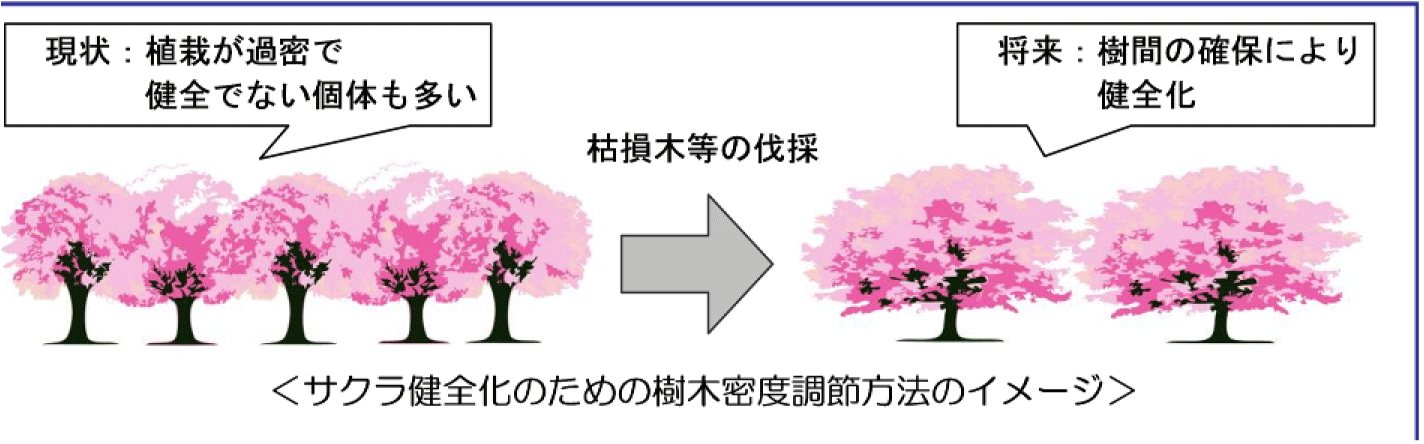 サクラ健全化のための樹木密度調整方法のイメージ