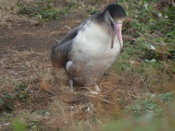 アホウドリ写真