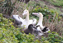 繁殖ペア（手前はクロアシアホウドリ