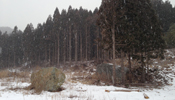 Tsunami boulder in Settai