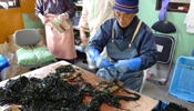 Wakame farmer in Ofunato