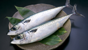 Mackerels of Sanriku coast