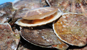 Sanriku's sea farming industry
