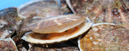 Sanriku's sea farming industry