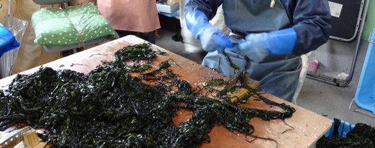WAKAME Farmer in Ofunato