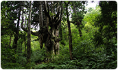 大山隠岐国立公園