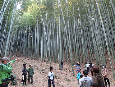 竹林の画像