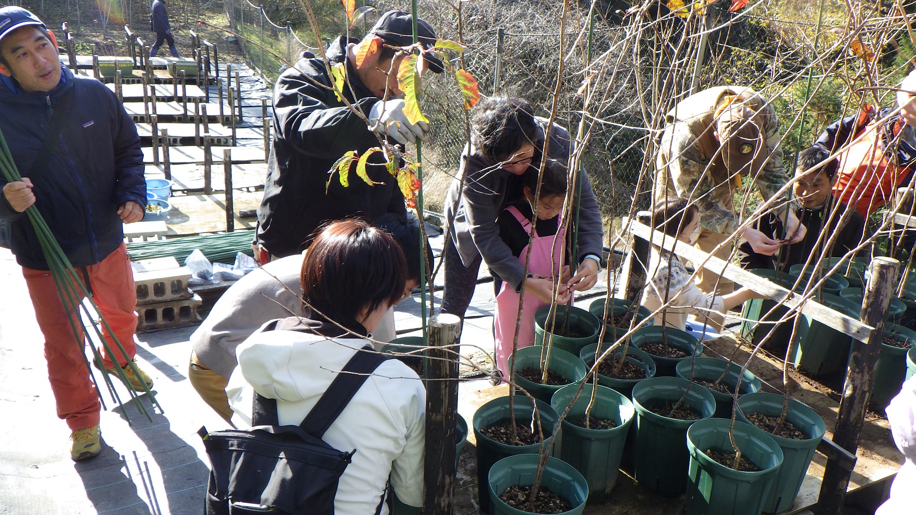 ③桜の保全作業体験１