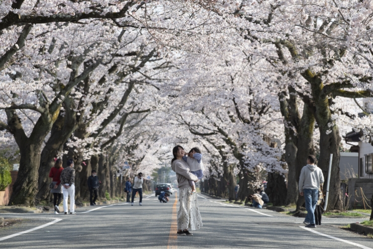 福島県富岡町 桜並木 写真