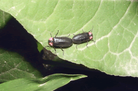 ヘイケボタルの成虫 1