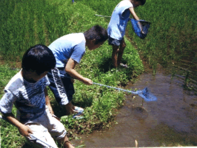 環境指標になる生物で調べよう