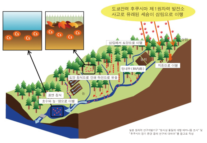 Transfer of Fallen and Deposited Cesium in the Environment