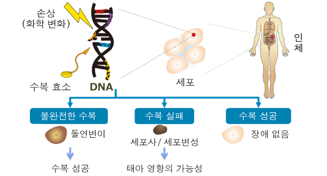 Generation mechanisms for effects on fetuses and hereditary effects caused by radiation