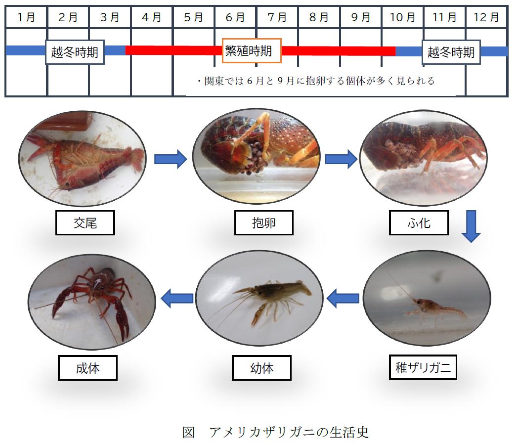 環境省 どんな生き物 身近だけど ヤバイ奴