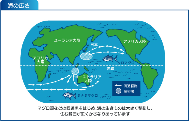 海の広さ：マグロ類などの回遊魚をはじめ、海の生きものは大きく移動し、住む範囲が広くかさなりあっています