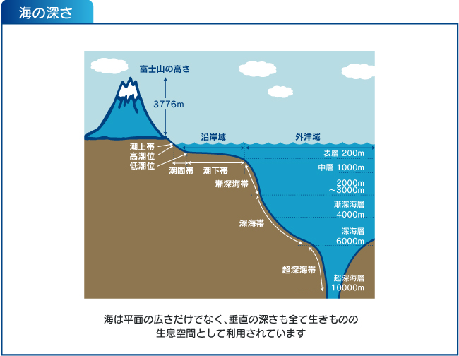 海の深さ：海は平面の広さだけでなく、垂直の深さも全て生きものの生息空間として利用されています