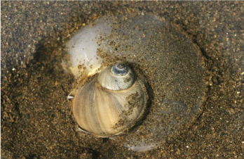 死んで海岸に漂着した海鳥