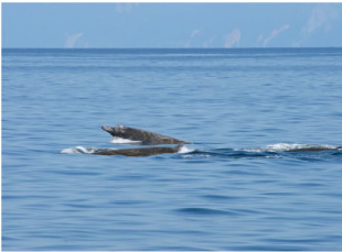 知床にやってきたツチクジラ