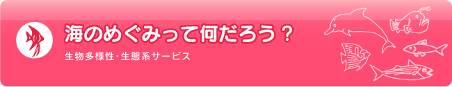 海のめぐみって何だろう 生物多様性・生態系サービス