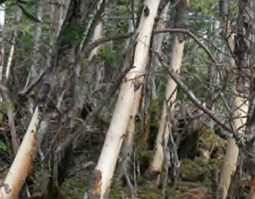 シカによる樹皮剥ぎの状況。樹幹が一周剥がされると木は枯れてしまいます。
