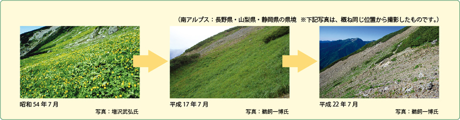 シカによる高山植物への影響