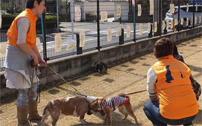 芝生広場で犬のしつけ相談