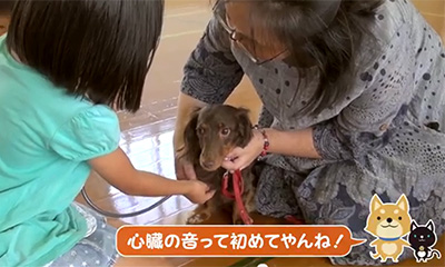 犬の心音の聞き取りの様子