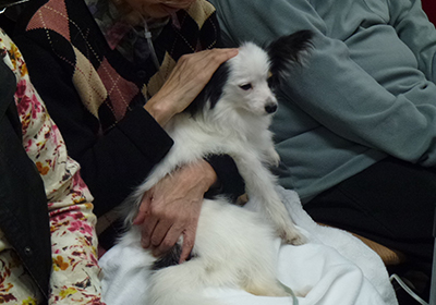 動物介在活動中の支援犬の画像