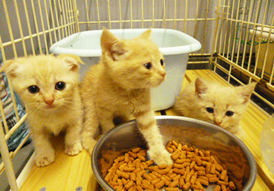動物愛護センター収容猫