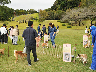 イベントでの手術済みの犬猫の譲渡会の様子