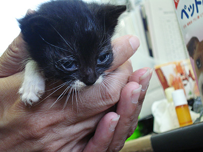 一時預かり対象の子猫