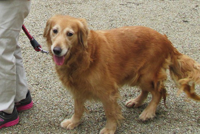 譲渡した犬の画像