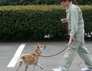 平成２５年度 春の愛犬のしつけ方教室