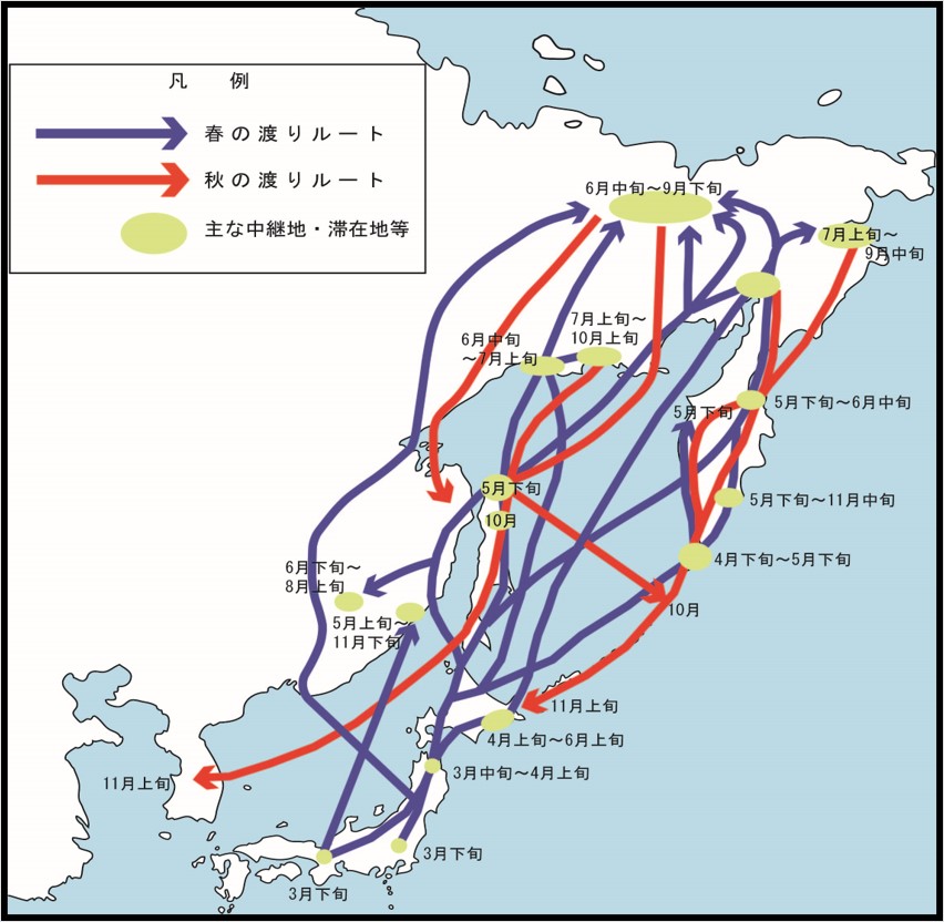 オナガガモの飛来経路