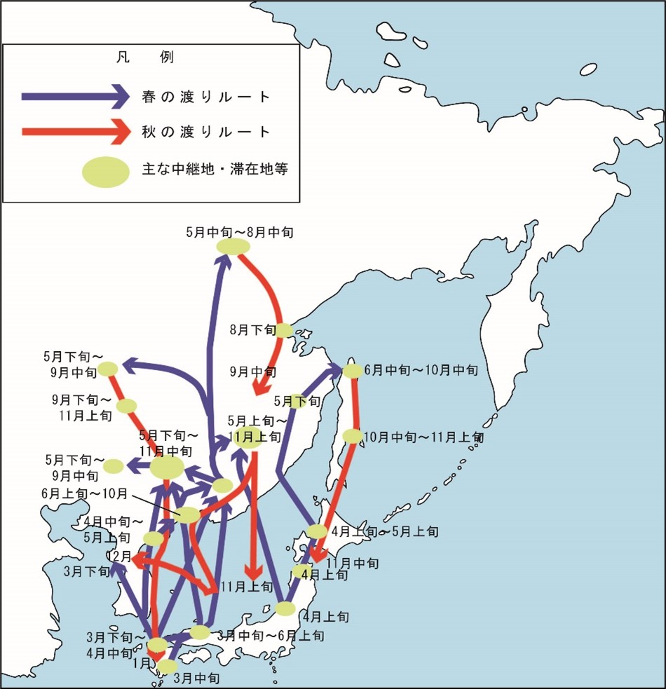 マガモの飛来経路