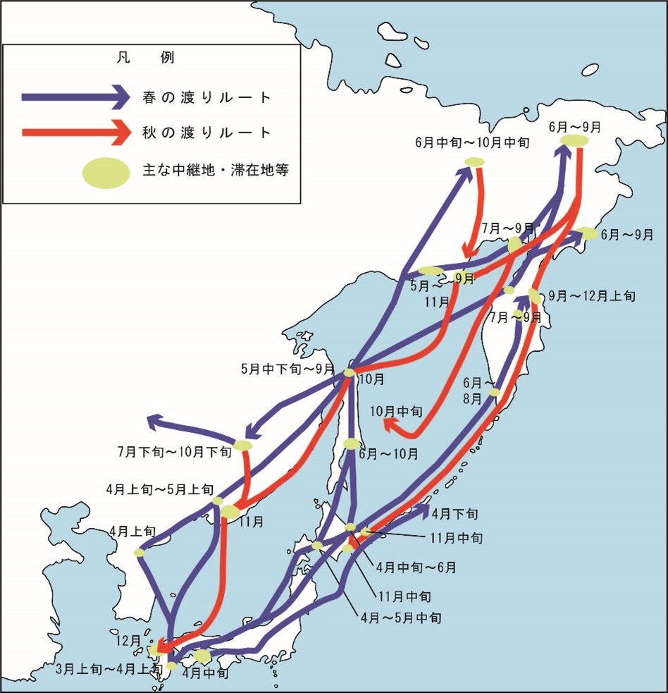 ヒドリガモの飛来経路