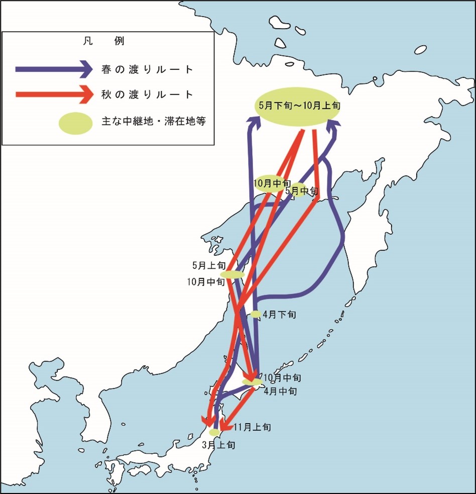 オオハクチョウの飛来経路