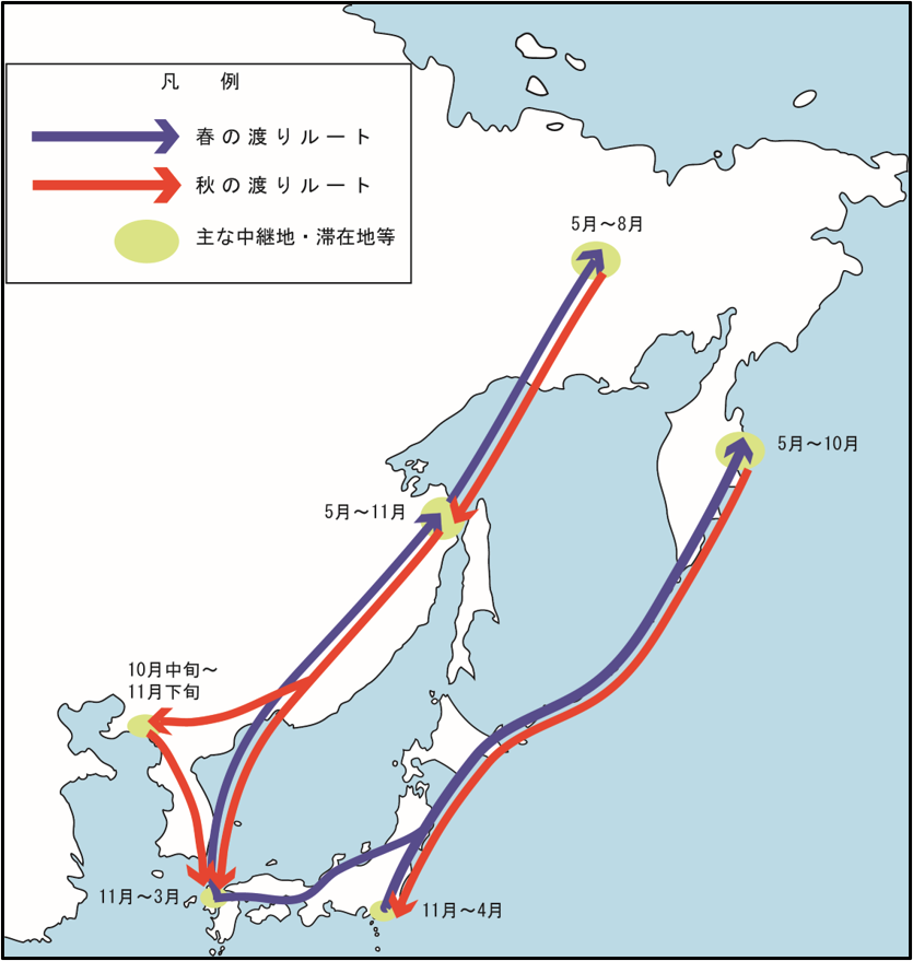 ユリカモメの飛来経路