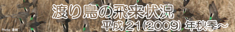 渡り鳥の飛来状況