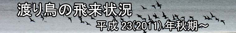 渡り鳥の飛来状況