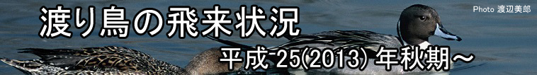 渡り鳥の飛来状況
