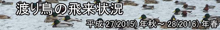 渡り鳥の飛来状況